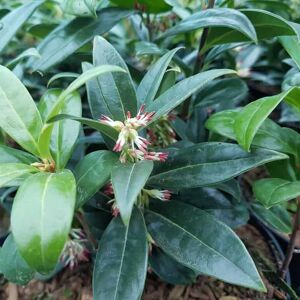 Sarcococca hookeriana var. humilis 30-40 cm